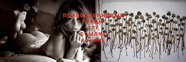 гашик Майский