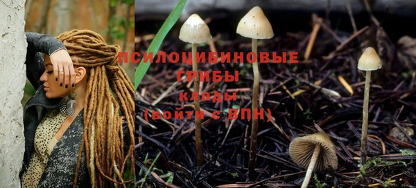 гашик Майский